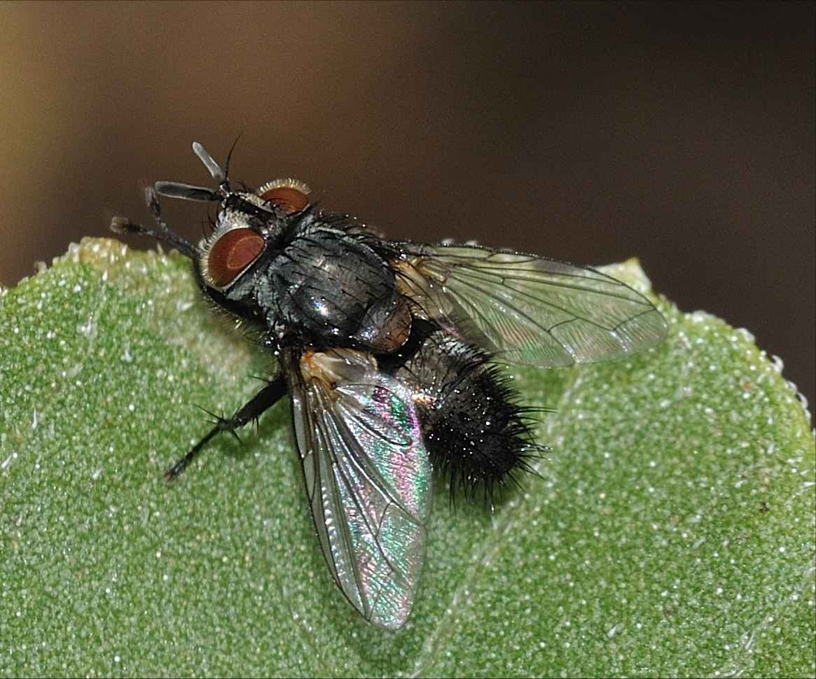 Aplomyia confinis (Tachinidae)